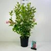 Klokkebusk 'Styriaca' Weigela Hybrid 'Styriaca' Potte 6,5 Liter 60-80 Cm. 2 Klokkebusk 'Styriaca' Weigela Hybrid 'Styriaca' Potte 6,5 Liter 60-80 Cm. -Plantetorvet Butik p2264 42377 weigela hybrid styriaca a3cd