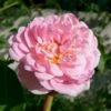 'Jasmina'® Rosa X 'Jasmina'® (Slyngroser) A-Kvalitet,- Barrods Roser Min. 3 Grene 1 'Jasmina'® Rosa X 'Jasmina'® (Slyngroser) A-Kvalitet,- Barrods Roser Min. 3 Grene -Plantetorvet Butik p23345 53374 rosa x jasmina slyngroser d34d
