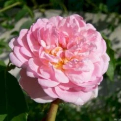 'Jasmina'® Rosa X 'Jasmina'® (Slyngroser) A-Kvalitet,- Barrods Roser Min. 3 Grene