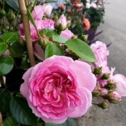 'Jasmina'® Rosa X 'Jasmina'® (Slyngroser) A-Kvalitet,- Barrods Roser Min. 3 Grene -Plantetorvet Butik p23345 53589 rosa x jasmina slyngroser 5e28