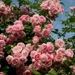 'Jasmina'® Rosa X 'Jasmina'® (Slyngroser) A-Kvalitet,- Barrods Roser Min. 3 Grene -Plantetorvet Butik p23345 53590 rosa x jasmina slyngroser d505