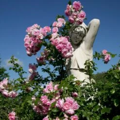 'Jasmina'® Rosa X 'Jasmina'® (Slyngroser) A-Kvalitet,- Barrods Roser Min. 3 Grene -Plantetorvet Butik p23345 53591 rosa x jasmina slyngroser fcaf