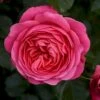 'Bernstorff'™ Rosa X 'Bernstorff'™ (Buketrose) A-Kvalitet,- Barrods Roser Min. 3 Grene