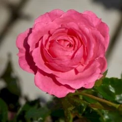 'Boogie-Woogie'™ Rosa X 'Boogie-Woogie'™ (Slyngrose) A-Kvalitet,- Barrods Roser Min. 3 Grene 4 'Boogie-Woogie'™ Rosa X 'Boogie-Woogie'™ (Slyngrose) A-Kvalitet,- Barrods Roser Min. 3 Grene -Plantetorvet Butik p23437 52210 rosa x boogie woogie slyngrose e53b