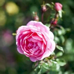 'Boogie-Woogie'™ Rosa X 'Boogie-Woogie'™ (Slyngrose) A-Kvalitet,- Barrods Roser Min. 3 Grene 6 'Boogie-Woogie'™ Rosa X 'Boogie-Woogie'™ (Slyngrose) A-Kvalitet,- Barrods Roser Min. 3 Grene -Plantetorvet Butik p23437 52212 rosa x boogie woogie slyngrose 1c0f