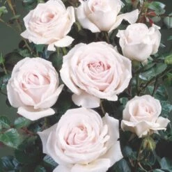 'Chloe™ Renaissance'® Rosa X 'Chloe™ Renaissance'® (Renaissancerose) A-Kvalitet,- Barrods Roser Min. 3 Grene