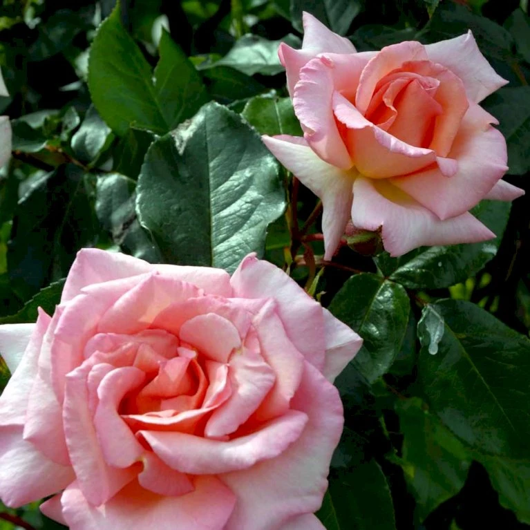 'Compassion' Rosa X 'Compassion' (Slyngrose) A-Kvalitet,- barrods roser min. 3 grene 'Compassion' Rosa X 'Compassion' (Slyngrose) A-Kvalitet,- Barrods Roser Min. 3 Grene -Plantetorvet Butik p23534 52342 rosa x compassion slyngrose cf88