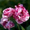 'Ferdinand Pichard' Rosa Remontant 'Ferdinand Pichard' (Remontantrose) A-Kvalitet,- Barrods Roser Min. 3 Grene 1 'Ferdinand Pichard' Rosa Remontant 'Ferdinand Pichard' (Remontantrose) A-Kvalitet,- Barrods Roser Min. 3 Grene -Plantetorvet Butik p23633 52374 rosa remontant ferdinand pichard remontantrose d293