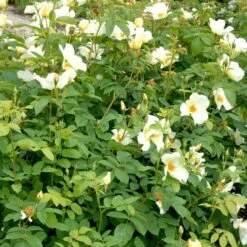 'Golden Wings' Rosa X 'Golden Wings' (Buskrose) A-Kvalitet,- Barrods Roser Min. 3 Grene -Plantetorvet Butik p23709 52409 rosa x golden wings buskrose 002c