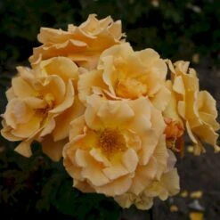 'Goldener Olymp'® Rosa X 'Goldener Olymp'® (Slyngrose) A-Kvalitet,- Barrods Roser Min. 3 Grene -Plantetorvet Butik p23710 53574 rosa x goldener olymp slyngrose a2ec