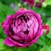 'Great Western' Rosa Bourboniana 'Great Western' (Bourbonrose) A-Kvalitet,- Barrods Roser Min. 3 Grene -Plantetorvet Butik p23717 52416 rosa borboniana great western bourbonrose fc0b