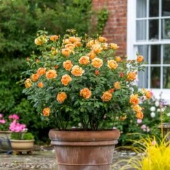 'Lady Of Shalott' Rosa X 'Lady Of Shalott' (Engelsk Rose) A-Kvalitet,- Barrods Roser Min. 3 Grene -Plantetorvet Butik p23841 53056 rosa x lady of shalott engelsk rose 6c61