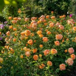 'Lady Of Shalott' Rosa X 'Lady Of Shalott' (Engelsk Rose) A-Kvalitet,- Barrods Roser Min. 3 Grene -Plantetorvet Butik p23841 53057 rosa x lady of shalott engelsk rose 7cd0