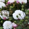 'Little White Pet' Rosa X Sempervirens 'Little White Pet' A-Kvalitet,- Barrods Roser Min. 3 Grene -Plantetorvet Butik p23863 51609 rosa x sempervirens little white pet b760