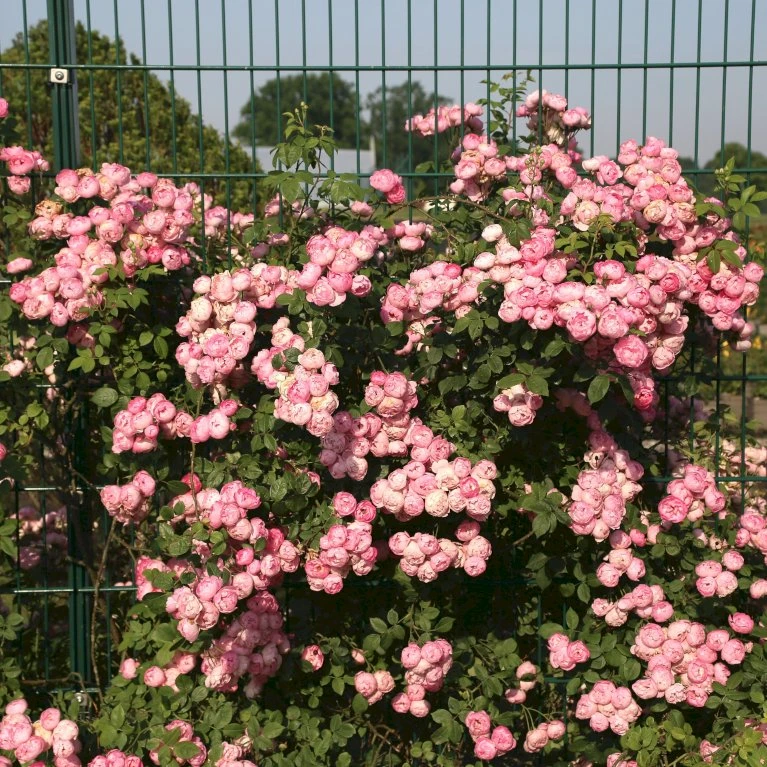 'Raubritter'® Rosa Macrantha 'Raubritter'® (Buskrose) A-Kvalitet,- barrods roser min. 3 grene 'Raubritter'® Rosa Macrantha 'Raubritter'® (Buskrose) A-Kvalitet,- Barrods Roser Min. 3 Grene -Plantetorvet Butik p23876 53630 rosa macrantha raubritter buskrose 598b
