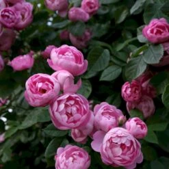 'Raubritter'® Rosa Macrantha 'Raubritter'® (Buskrose) A-Kvalitet,- Barrods Roser Min. 3 Grene 5 'Raubritter'® Rosa Macrantha 'Raubritter'® (Buskrose) A-Kvalitet,- Barrods Roser Min. 3 Grene -Plantetorvet Butik p23876 53631 rosa macrantha raubritter buskrose 7678