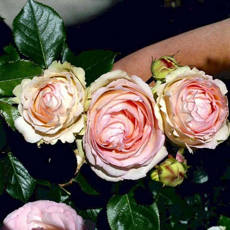 'Mini Eden Rose' Rosa 'Mini Eden Rose' (Slyngrose) A-Kvalitet,- barrods roser min. 3 grene 'Mini Eden Rose' Rosa 'Mini Eden Rose' (Slyngrose) A-Kvalitet,- Barrods Roser Min. 3 Grene -Plantetorvet Butik p23921 52464 rosa mini eden rose slyngrose 50ca