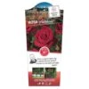 'Miss Schweiz'® Rosa X 'Miss Schweiz'® (Storblomstrende) 3,0 Liter Potte