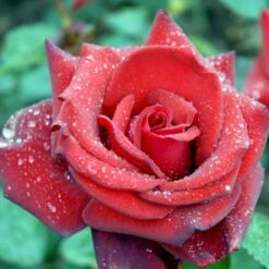 'Miss Schweiz'® Rosa X 'Miss Schweiz'® (Storblomstrende) 3,0 Liter Potte 4 'Miss Schweiz'® Rosa X 'Miss Schweiz'® (Storblomstrende) 3,0 Liter Potte -Plantetorvet Butik p23927 51335 rosa x miss schweiz storblomstrende 6d40