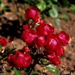 'Morsdag' Rosa X 'Morsdag' (miniaturerose) A-Kvalitet,- Barrods Roser Min. 3 Grene 4 'Morsdag' Rosa X 'Morsdag' (miniaturerose) A-Kvalitet,- Barrods Roser Min. 3 Grene -Plantetorvet Butik p23946 51630 rosa x morsdag miniaturerose 53f3