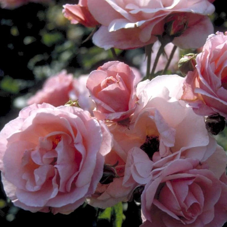 'Queen Elisabeth' Rosa X 'Queen Elisabeth' (Storblomstrende) A-Kvalitet,- barrods roser min. 3 grene 'Queen Elisabeth' Rosa X 'Queen Elisabeth' (Storblomstrende) A-Kvalitet,- Barrods Roser Min. 3 Grene -Plantetorvet Butik p24086 51372 rosa x queen elisabeth 39bf