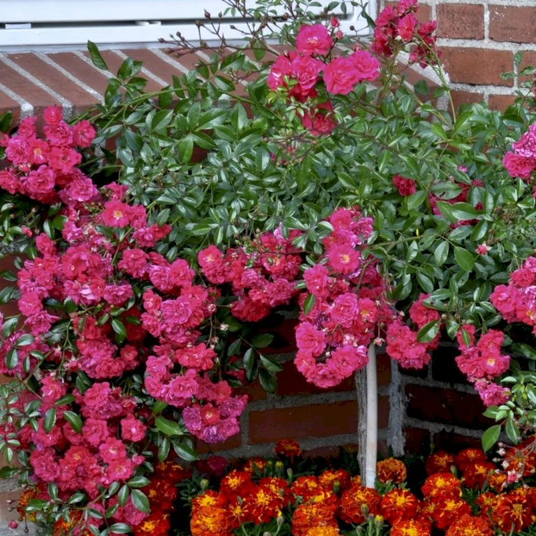 'Red Fairy' Rosa X 'Red Fairy' (Bunddækkerose) A-Kvalitet,- barrods roser min. 3 grene 'Red Fairy' Rosa X 'Red Fairy' (Bunddækkerose) A-Kvalitet,- Barrods Roser Min. 3 Grene -Plantetorvet Butik p24097 51666 rosa x red fairy bunddaekkerose 7ad4