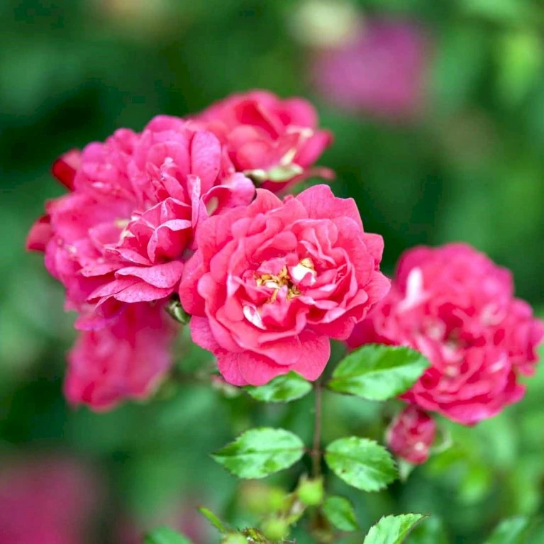 'Red Fairy' Rosa X 'Red Fairy' (Bunddækkerose) A-Kvalitet,- barrods roser min. 3 grene 'Red Fairy' Rosa X 'Red Fairy' (Bunddækkerose) A-Kvalitet,- Barrods Roser Min. 3 Grene -Plantetorvet Butik p24097 51668 rosa x red fairy bunddaekkerose 1f42