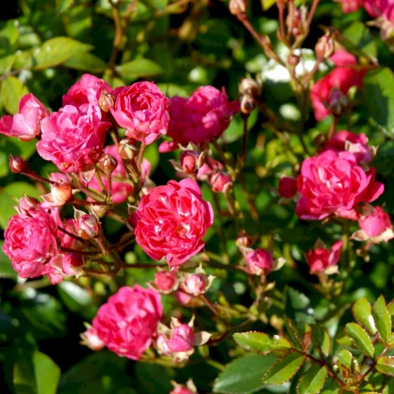 'Red Fairy' Rosa X 'Red Fairy' (Bunddækkerose) A-Kvalitet,- barrods roser min. 3 grene 'Red Fairy' Rosa X 'Red Fairy' (Bunddækkerose) A-Kvalitet,- Barrods Roser Min. 3 Grene -Plantetorvet Butik p24097 51669 rosa x red fairy bunddaekkerose 70b3