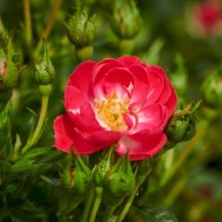 'Soft Cover'® Rosa X 'Soft Cover'® (Bunddækkerose) A-Kvalitet,- Barrods Roser Min. 3 Grene 6 'Soft Cover'® Rosa X 'Soft Cover'® (Bunddækkerose) A-Kvalitet,- Barrods Roser Min. 3 Grene -Plantetorvet Butik p24206 51993 rosa x soft cover bunddaekkerose 00d1