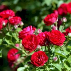 'Chevy Chase' Rosa Soyieana 'Chevy Chase' (Slyngrose) A-Kvalitet,- Barrods Roser Min. 3 Grene 4 'Chevy Chase' Rosa Soyieana 'Chevy Chase' (Slyngrose) A-Kvalitet,- Barrods Roser Min. 3 Grene -Plantetorvet Butik p24220 52331 rosa soyieana chevy chase slyngrose f48b