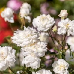 'Susan Williams-Ellis'™ Rosa 'Susan Williams-Ellis'™ (Engelsk Rose) A-Kvalitet,- Barrods Roser Min. 3 Grene 4 'Susan Williams-Ellis'™ Rosa 'Susan Williams-Ellis'™ (Engelsk Rose) A-Kvalitet,- Barrods Roser Min. 3 Grene -Plantetorvet Butik p24241 53142 rosa susan williams ellis engelsk rose 258b