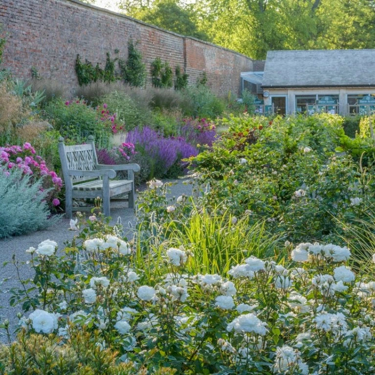 'Susan Williams-Ellis'™ Rosa 'Susan Williams-Ellis'™ (Engelsk Rose) A-Kvalitet,- barrods roser min. 3 grene 'Susan Williams-Ellis'™ Rosa 'Susan Williams-Ellis'™ (Engelsk Rose) A-Kvalitet,- Barrods Roser Min. 3 Grene -Plantetorvet Butik p24241 53143 rosa susan williams ellis engelsk rose 68aa