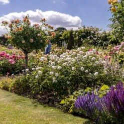 'Susan Williams-Ellis'™ Rosa 'Susan Williams-Ellis'™ (Engelsk Rose) A-Kvalitet,- Barrods Roser Min. 3 Grene 8 'Susan Williams-Ellis'™ Rosa 'Susan Williams-Ellis'™ (Engelsk Rose) A-Kvalitet,- Barrods Roser Min. 3 Grene -Plantetorvet Butik p24241 53146 rosa susan williams ellis engelsk rose 5952