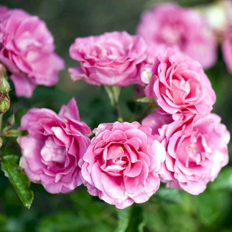 'Violet™ Hit'® Rosa X 'Violet™ Hit'® (Miniaturerose) A-Kvalitet,- barrods roser min. 3 grene 'Violet™ Hit'® Rosa X 'Violet™ Hit'® (Miniaturerose) A-Kvalitet,- Barrods Roser Min. 3 Grene -Plantetorvet Butik p24308 52072 rosa x violet hit miniaturerose 89f5