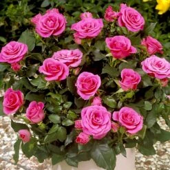'Violet™ Hit'® Rosa X 'Violet™ Hit'® (Miniaturerose) A-Kvalitet,- Barrods Roser Min. 3 Grene 4 'Violet™ Hit'® Rosa X 'Violet™ Hit'® (Miniaturerose) A-Kvalitet,- Barrods Roser Min. 3 Grene -Plantetorvet Butik p24308 52073 rosa x violet hit miniaturerose fdba