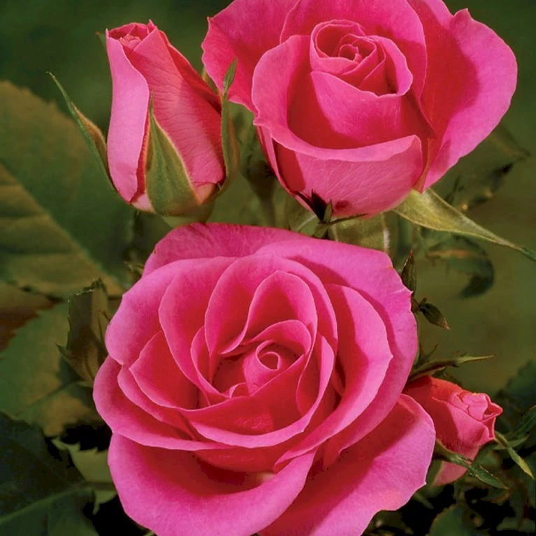 'Violet™ Hit'® Rosa X 'Violet™ Hit'® (Miniaturerose) A-Kvalitet,- barrods roser min. 3 grene 'Violet™ Hit'® Rosa X 'Violet™ Hit'® (Miniaturerose) A-Kvalitet,- Barrods Roser Min. 3 Grene -Plantetorvet Butik p24308 52074 rosa x violet hit miniaturerose 8d90