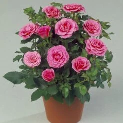 'Violet™ Hit'® Rosa X 'Violet™ Hit'® (Miniaturerose) A-Kvalitet,- Barrods Roser Min. 3 Grene 6 'Violet™ Hit'® Rosa X 'Violet™ Hit'® (Miniaturerose) A-Kvalitet,- Barrods Roser Min. 3 Grene -Plantetorvet Butik p24308 52075 rosa x violet hit miniaturerose 11bc