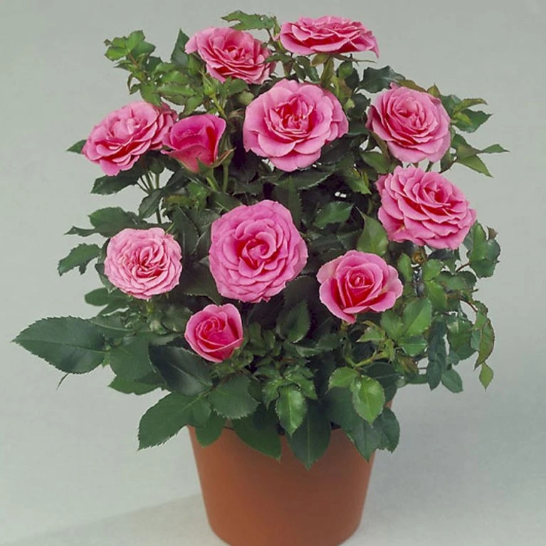 'Violet™ Hit'® Rosa X 'Violet™ Hit'® (Miniaturerose) A-Kvalitet,- barrods roser min. 3 grene 'Violet™ Hit'® Rosa X 'Violet™ Hit'® (Miniaturerose) A-Kvalitet,- Barrods Roser Min. 3 Grene -Plantetorvet Butik p24308 52075 rosa x violet hit miniaturerose 11bc