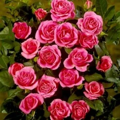 'Violet™ Hit'® Rosa X 'Violet™ Hit'® (Miniaturerose) A-Kvalitet,- Barrods Roser Min. 3 Grene 7 'Violet™ Hit'® Rosa X 'Violet™ Hit'® (Miniaturerose) A-Kvalitet,- Barrods Roser Min. 3 Grene -Plantetorvet Butik p24308 52076 rosa x violet hit miniaturerose 8dcd