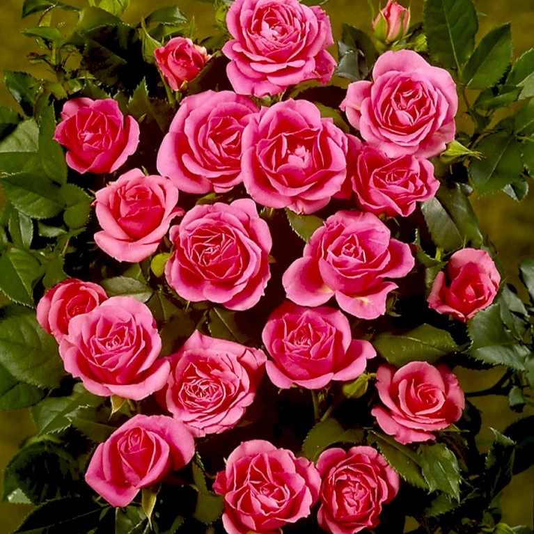 'Violet™ Hit'® Rosa X 'Violet™ Hit'® (Miniaturerose) A-Kvalitet,- barrods roser min. 3 grene 'Violet™ Hit'® Rosa X 'Violet™ Hit'® (Miniaturerose) A-Kvalitet,- Barrods Roser Min. 3 Grene -Plantetorvet Butik p24308 52076 rosa x violet hit miniaturerose 8dcd