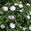 'White Jacques Cartier' Rosa Portlandica 'White Jacques Cartier' (Portlandrose) A-Kvalitet,- Barrods Roser Min. 3 Grene 1 'White Jacques Cartier' Rosa Portlandica 'White Jacques Cartier' (Portlandrose) A-Kvalitet,- Barrods Roser Min. 3 Grene -Plantetorvet Butik p24324 52929 rosa portlandica white jacques cartier portlandrose f189