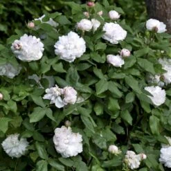 'White Jacques Cartier' Rosa Portlandica 'White Jacques Cartier' (Portlandrose) A-Kvalitet,- Barrods Roser Min. 3 Grene