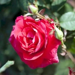 'Winnipeg Parks' Rosa X 'Winnipeg Parks' (Buskrose) A-Kvalitet,- Barrods Roser Min. 3 Grene