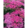 Almindelig Røllike 'Pink Grapefruit' Achillea Millefolium 'Pink Grapefruit' 1 Liter Potte -Plantetorvet Butik p24797 46318 achillea millefolium pink grapefruit fccc
