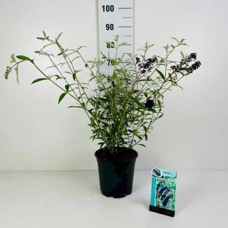Sommerfuglebusk 'Black Knight' Buddleja Davidii 'Black Knight' Potte 6,5 liter 50-60 cm. Sommerfuglebusk 'Black Knight' Buddleja Davidii 'Black Knight' Potte 6,5 Liter 50-60 Cm. -Plantetorvet Butik p250 42311 buddleja davidii black knight bfb1
