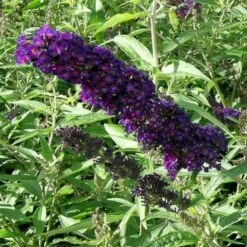 Sommerfuglebusk 'Black Knight' Buddleja Davidii 'Black Knight' Potte 6,5 Liter 50-60 Cm. 4 Sommerfuglebusk 'Black Knight' Buddleja Davidii 'Black Knight' Potte 6,5 Liter 50-60 Cm. -Plantetorvet Butik p250 47307 buddleja davidii black knight 5405