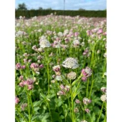 Bayersk Stjerneskærm Astrantia Bavarica 1 Liter Potte 4 Bayersk Stjerneskærm Astrantia Bavarica 1 Liter Potte -Plantetorvet Butik p25291 46285 astrantia bavarica ac0f