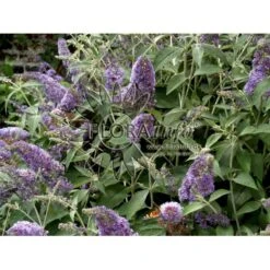 Sommerfuglebusk 'Lochinch' Buddleja Davidii 'Lochinch' 3,5 Liter Potte -Plantetorvet Butik p252 6693 buddleia davidii lochinch a64d