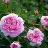'Dronningen Af Danmark' Rosa Alba 'Dronningen Af Danmark' (Albarose) A-Kvalitet,- Barrods Roser Min. 3 Grene 1 'Dronningen Af Danmark' Rosa Alba 'Dronningen Af Danmark' (Albarose) A-Kvalitet,- Barrods Roser Min. 3 Grene -Plantetorvet Butik p2530 52359 rosa alba dronningen af danmark albarose 6a36