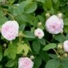 'Félicité Parmentier' Rosa Alba 'Félicité Parmentier' (Albarose) A-Kvalitet,- Barrods Roser Min. 3 Grene -Plantetorvet Butik p2531 52370 rosa alba felicite parmentier albarose 675c